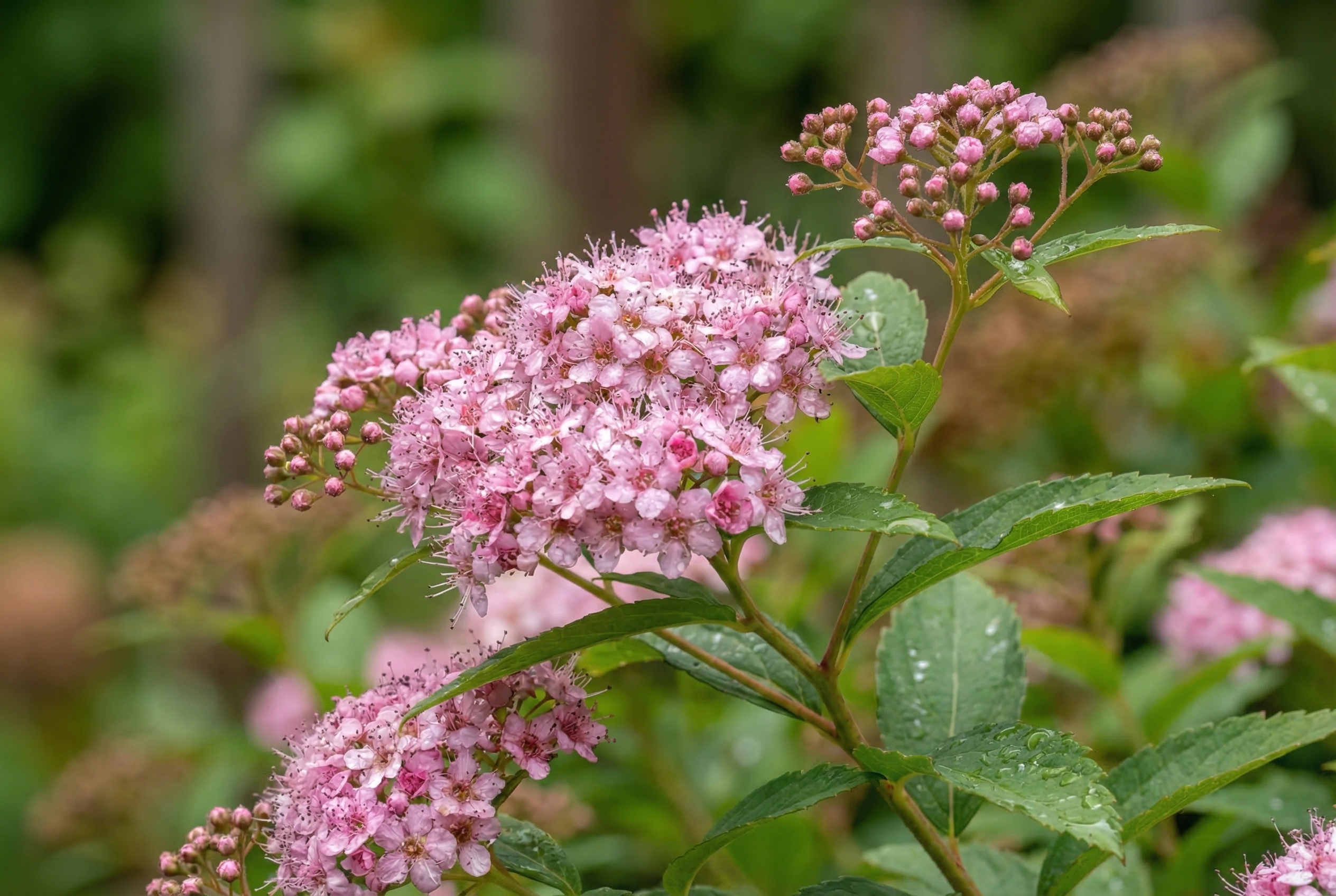 Спирея японская Джапаниз Дварф